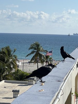 Hotel Breakwater South Beach by null