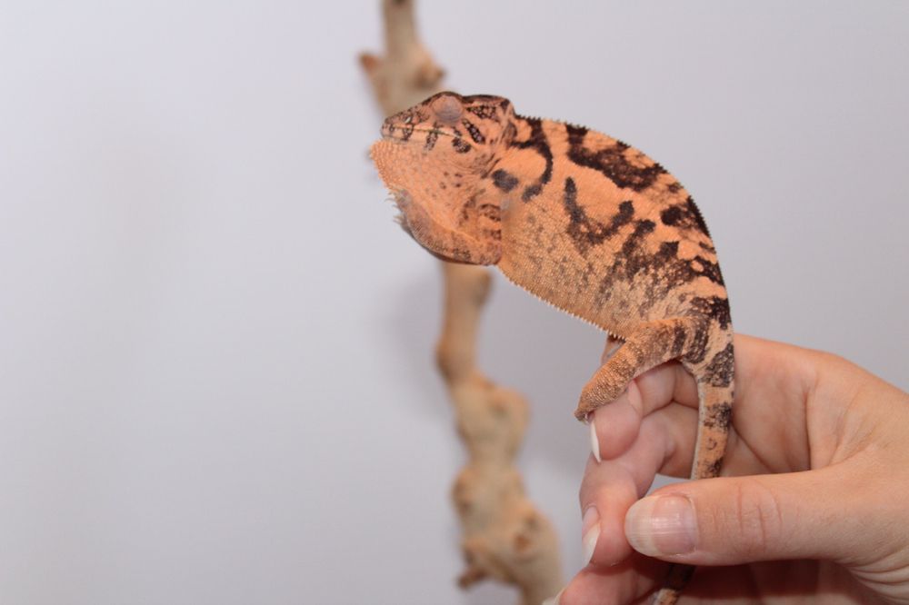 CHROMATIC CHAMELEONS 10 Photos 2342 N Andover Rd, Andover, Kansas