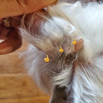 Sun's Pet Grooming - More knots from the ponytail. - Pet Groomers Near Me - Rancho Palos Verdes, California Sun's Pet Grooming - More knots from the ponytail. - Pet Groomers Near Me - Rancho Palos Verdes, California