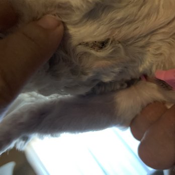 PetSmart - My dog's neck. - Pet Stores Near Me - Garden Grove, California