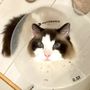 Photo of Emeryville Vet Hospital