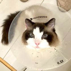 Emeryville Vet Hospital - Nicholas, home after his life saving surgery