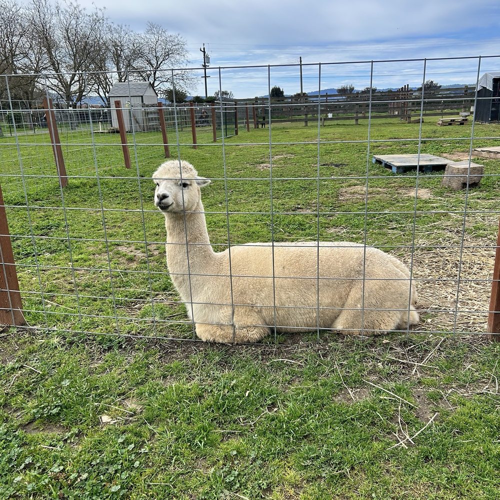 Back-to-Eden Ranch - Alpaca - Attraction Farms Near Me - Gilroy, California Back-to-Eden Ranch - Alpaca - Attraction Farms Near Me - Gilroy, California