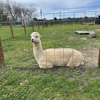 Back-to-Eden Ranch - Alpaca - Attraction Farms Near Me - Gilroy, California