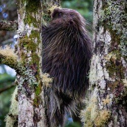 Goldbelt Tram - Porcupine Prince of the fall.