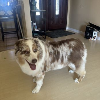 Fresh Pup Spa - Bella - Pet Groomers Near Me