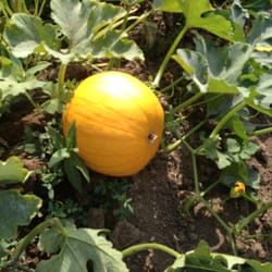 River Ranch Farms - Pumpkin Farm - Pumpkin Patch