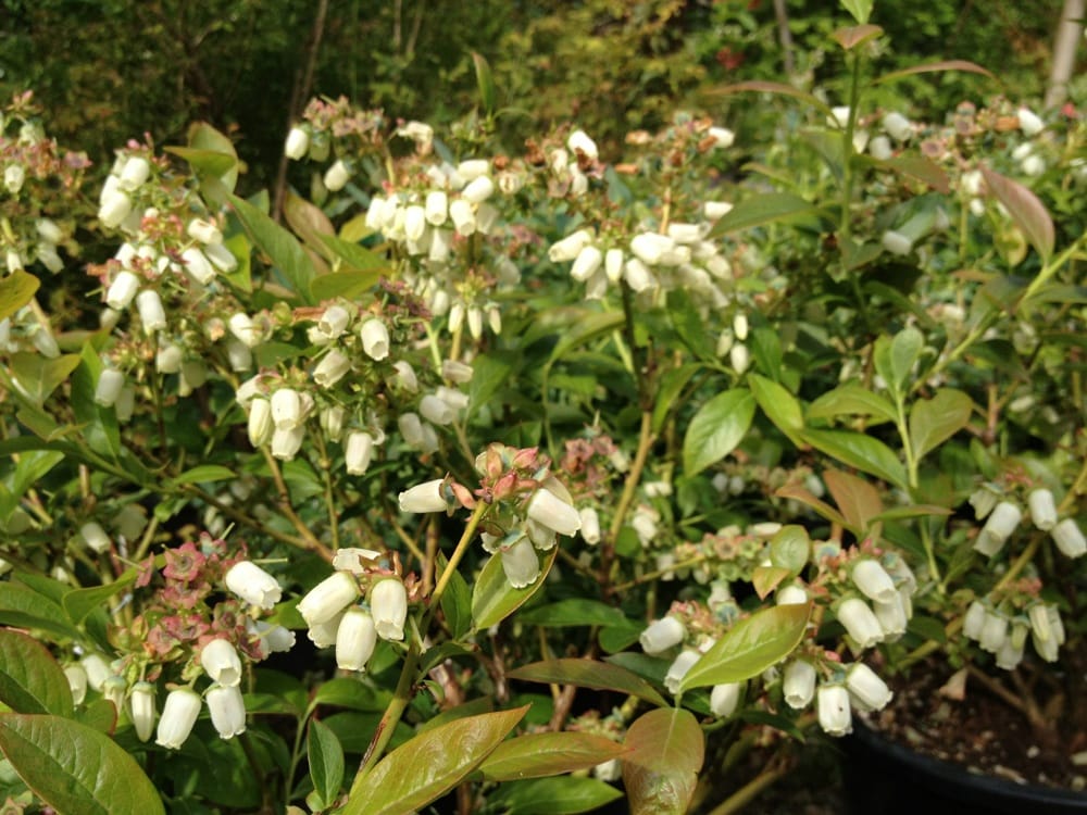 75TH NURSERY Updated September 2024 7509 Simonds Rd NE, Kenmore