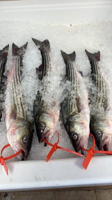 Wild Country Seafood by null