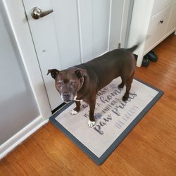 Love and Dignity In Home Pet Euthanasia - Ready to go home