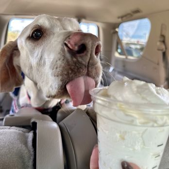 Starbucks - Coffee & Tea Near Me - La Mesa, California Starbucks - Coffee & Tea Near Me - La Mesa, California