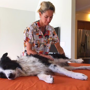 Gritty Agility - Joker agility regional trigger point therapy. - Animal Physical Therapy Near Me Gritty Agility - Joker agility regional trigger point therapy. - Animal Physical Therapy Near Me