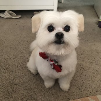 Styles Pet Grooming - Oliver got sent home with a Valentine's Day bow! So cute! - Pet Groomers Near Me - Yucaipa, California Styles Pet Grooming - Oliver got sent home with a Valentine's Day bow! So cute! - Pet Groomers Near Me - Yucaipa, California