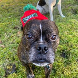 Pacific Dogwood Dogs - Langford Dog Walker | Pacific Dogwood Dogs