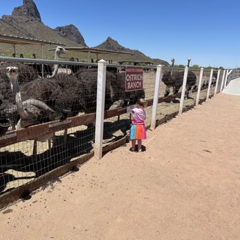 Rooster Cogburn Ostrich Ranch - Feeding ostrich - Petting Zoos Near Me - Picacho, Arizona Rooster Cogburn Ostrich Ranch - Feeding ostrich - Petting Zoos Near Me - Picacho, Arizona