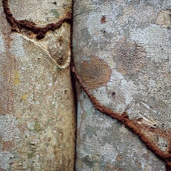 Pest Therapy - If you see any of these dirt trails on your home CALL US - Pest Control Near Me
