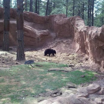 Bearizona - Zoos Near Me - Williams, Arizona Bearizona - Zoos Near Me - Williams, Arizona