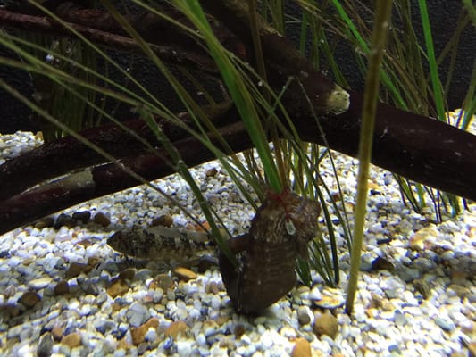 National Marine Aquarium by null