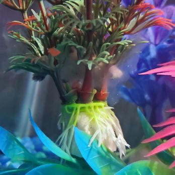 Pet Club - Bad news...my other female betta fish died...she only lasted more than a week. - Pet Stores Near Me - Hayward, California