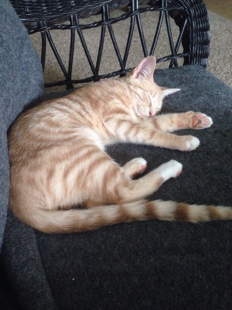 ANIMAL CLINIC OF EASLEY Updated August 2024 6714 Calhoun Memorial