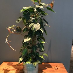 bring blumen berlin - Beautiful philodendron
