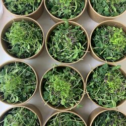 Valley Mill Microgreens