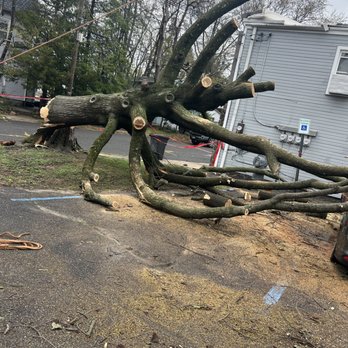 Precision Tree Service - Tree Services Near Me - Westville, New Jersey Precision Tree Service - Tree Services Near Me - Westville, New Jersey