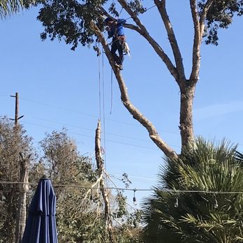 Ortega's Jr Tree Service - Tree Services Near Me - Riverside , California Ortega's Jr Tree Service - Tree Services Near Me - Riverside , California