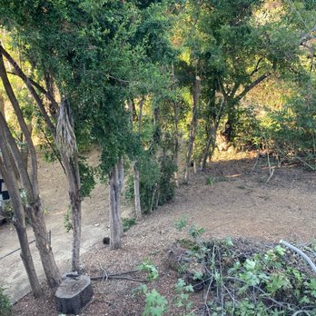 White Valley Tree Services - After. Trimmed and mulched. - Tree Services Near Me - pasadena , California White Valley Tree Services - After. Trimmed and mulched. - Tree Services Near Me - pasadena , California