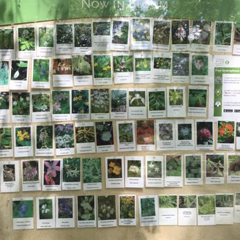 Garden In the Woods - June 2017 - Botanical Gardens Near Me - Framingham, Massachusetts