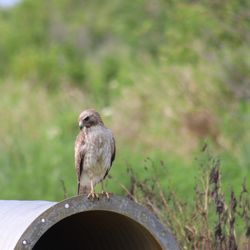 Lake Apopka Wildlife Drive - Red-shouldered hawk