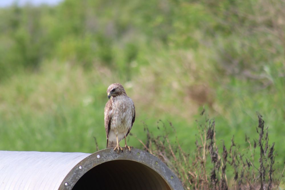 Lake Apopka Wildlife Drive Image
