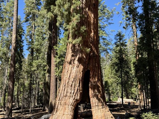 Mariposa Grove by null