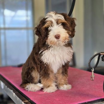 Nikki’s Grooming Pawlor - Pet Groomers Near Me - Indianola, Iowa Nikki’s Grooming Pawlor - Pet Groomers Near Me - Indianola, Iowa