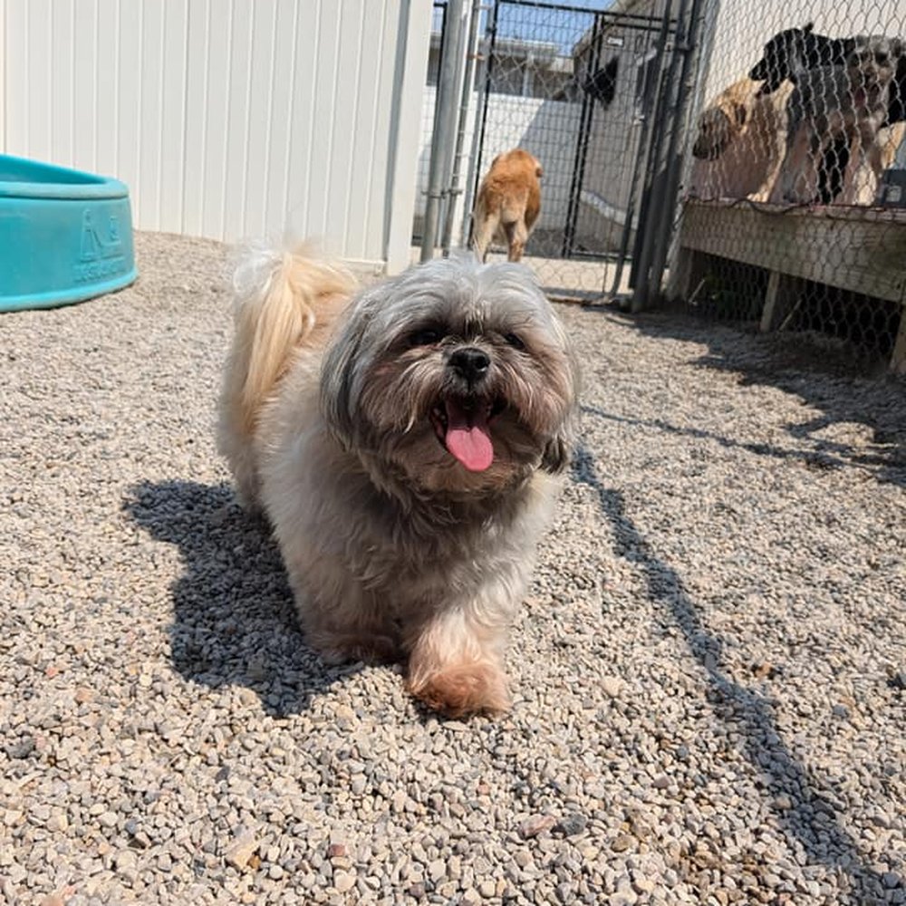 Pink Shears Pet Grooming - Greta before grooming - Pet Groomers Near Me - Shawano, Wisconsin