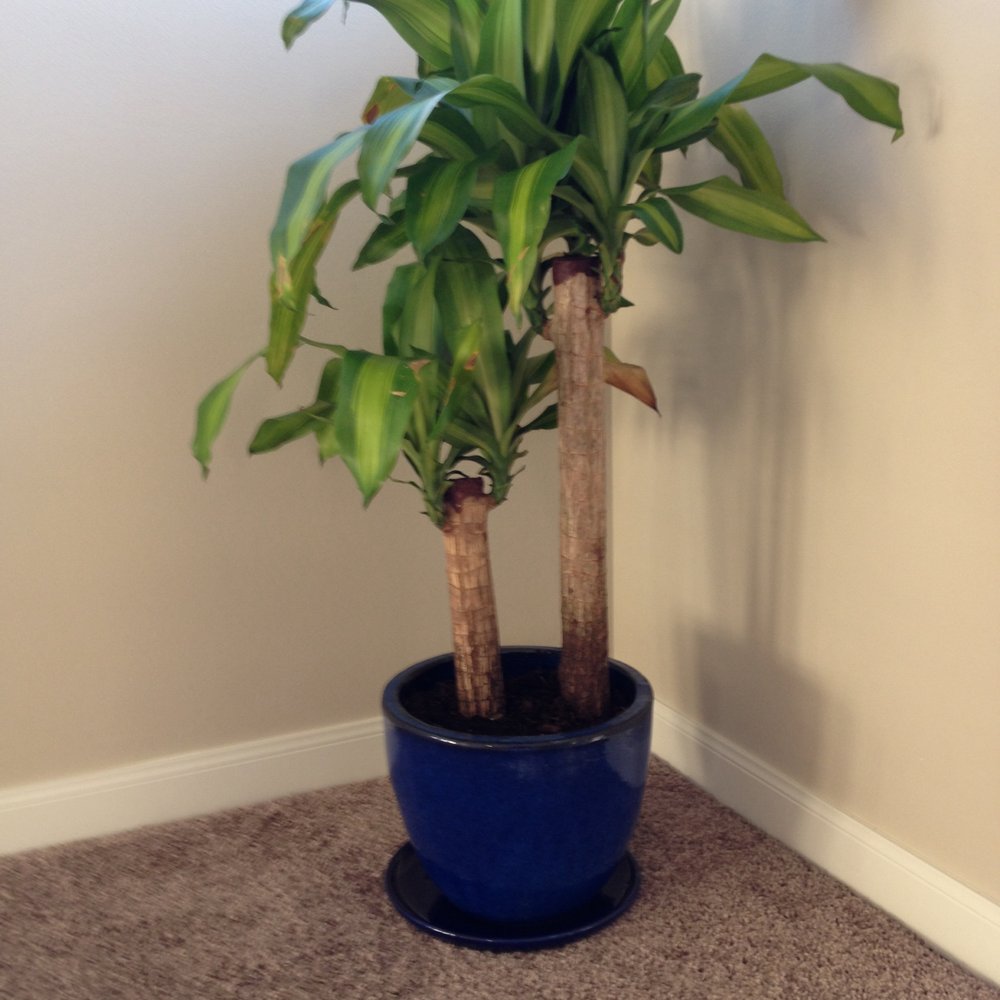 Pottery Land - Got this blue pot for my cane plant. - Home Decor Near Me - Lynnwood, Washington Pottery Land - Got this blue pot for my cane plant. - Home Decor Near Me - Lynnwood, Washington