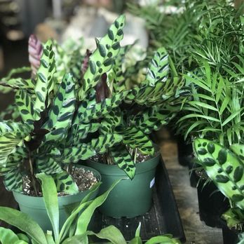 The Urban Planter - Cute and affordable plants - Florists Near Me - Spartanburg, South Carolina The Urban Planter - Cute and affordable plants - Florists Near Me - Spartanburg, South Carolina
