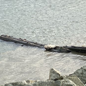 Semiahmoo Resort, Golf & Spa - Harbour seal just outside the front door - Hotels Near Me - Blaine, Washington