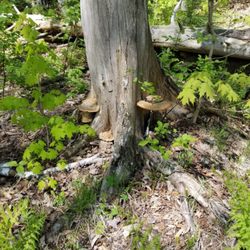 Odell Park