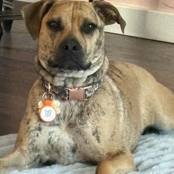 San Diego Pet Training - Our sweet adopted 6 month old Puppy! - Pet Training Near Me - Rancho Santa Fe, California San Diego Pet Training - Our sweet adopted 6 month old Puppy! - Pet Training Near Me - Rancho Santa Fe, California