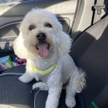 Hello Bestie Pet Services - After ! He is so cute & smells great! - Pet Groomers Near Me - Covina, California Hello Bestie Pet Services - After ! He is so cute & smells great! - Pet Groomers Near Me - Covina, California