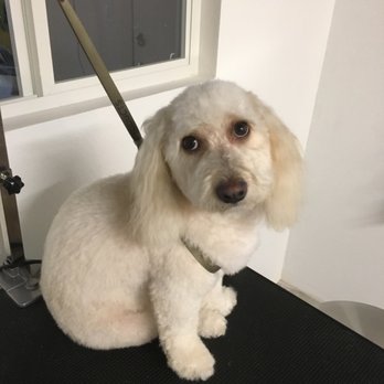 The Pawfessional Dog Groomer - After - Pet Groomers Near Me - Temecula, California The Pawfessional Dog Groomer - After - Pet Groomers Near Me - Temecula, California