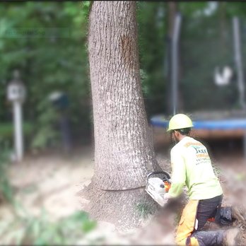 Arbormax Tree Service - Arbormax tree service removing a big Poplar tree for a client in Raleigh. - Tree Services Near Me - Raleigh, North Carolina