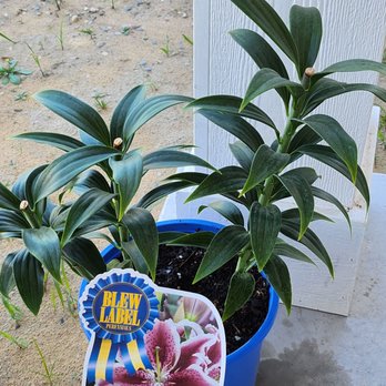 Deneweth's Garden Center - Nurseries & Gardening Near Me - Macomb, Michigan