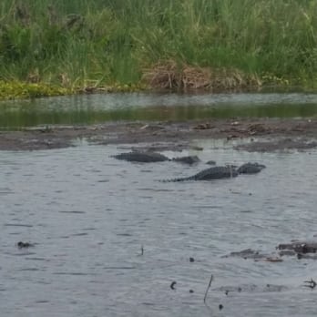 Florida Cracker Airboat Ride - Boat Tours Near Me - Fellsmere, Florida Florida Cracker Airboat Ride - Boat Tours Near Me - Fellsmere, Florida