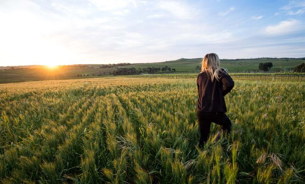 Taylors Wines by null