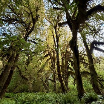 Olympic National Park - Parks Near Me - Port Angeles, Washington