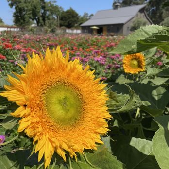Sonoma Grey Barn Farm - Sunflowers - Pick Your Own Farms Near Me - Sonoma, California Sonoma Grey Barn Farm - Sunflowers - Pick Your Own Farms Near Me - Sonoma, California