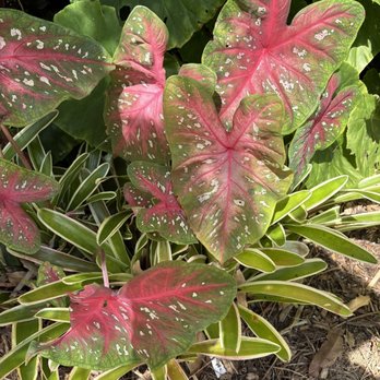 Naples Botanical Garden - Red Flash Caladium - Botanical Gardens Near Me - Naples, Florida Naples Botanical Garden - Red Flash Caladium - Botanical Gardens Near Me - Naples, Florida