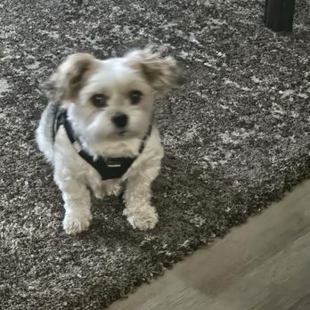 Tropic Paws - At attention, waiting for food or walk? - Pet Groomers Near Me - Bonita Springs, Florida Tropic Paws - At attention, waiting for food or walk? - Pet Groomers Near Me - Bonita Springs, Florida